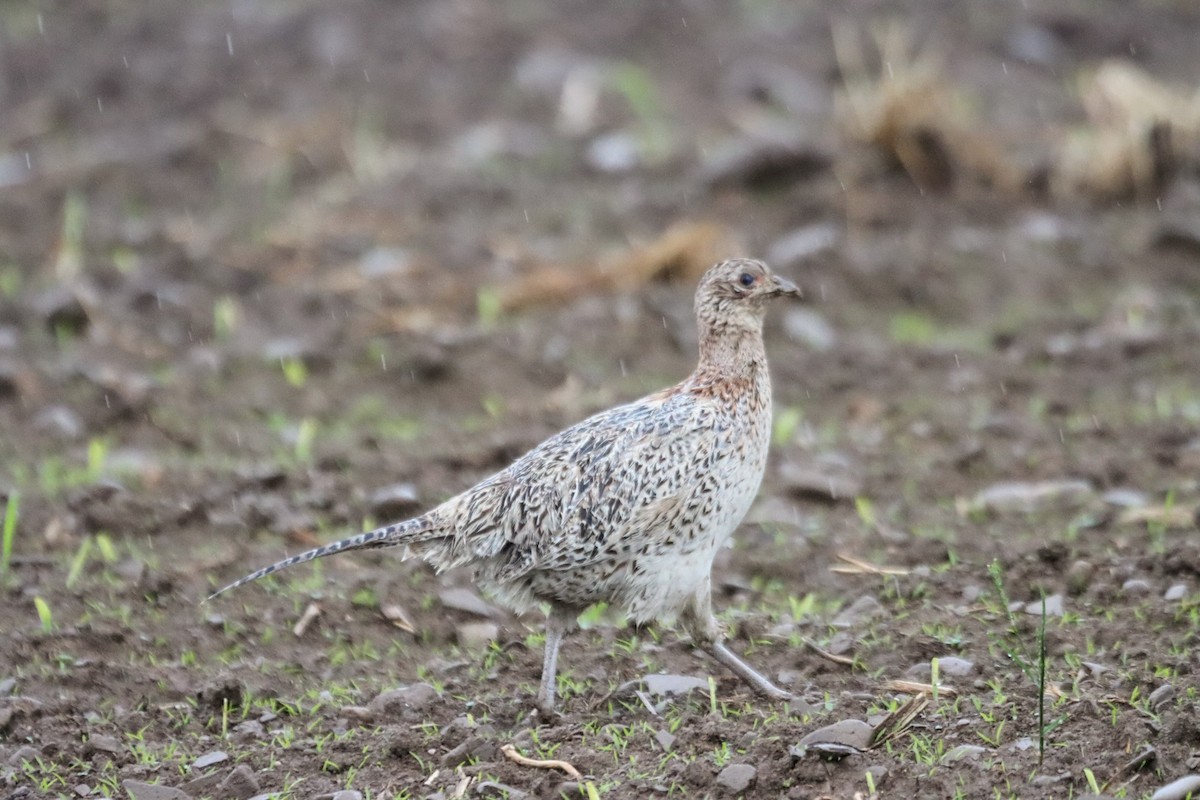 Ring-necked Pheasant - ML636347931
