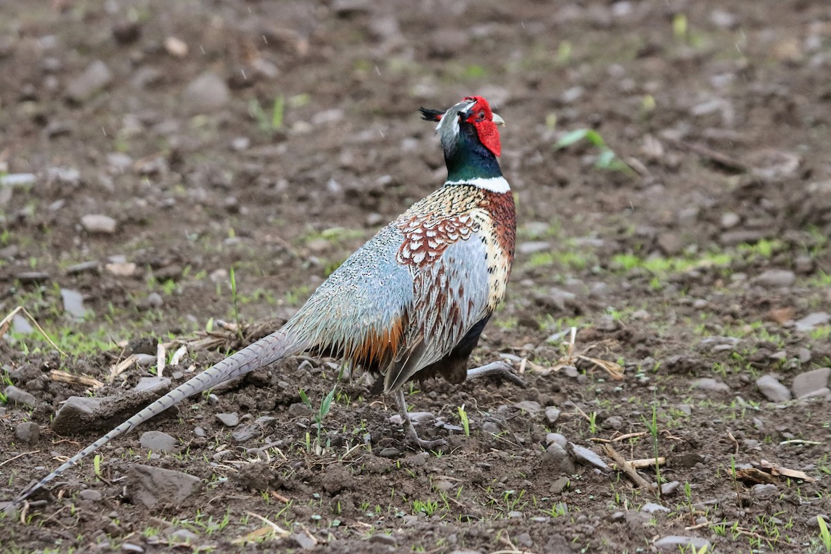 Ring-necked Pheasant - ML636347932