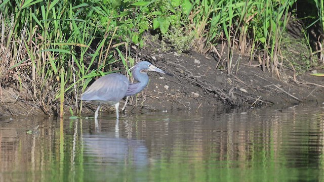 サンショクサギ - ML636347960