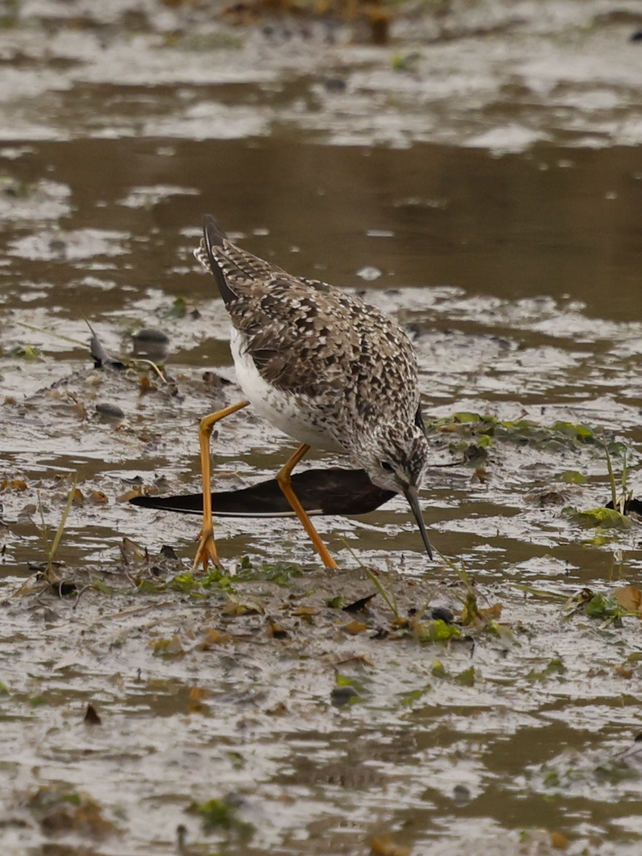Lesser Yellowlegs - ML636348107