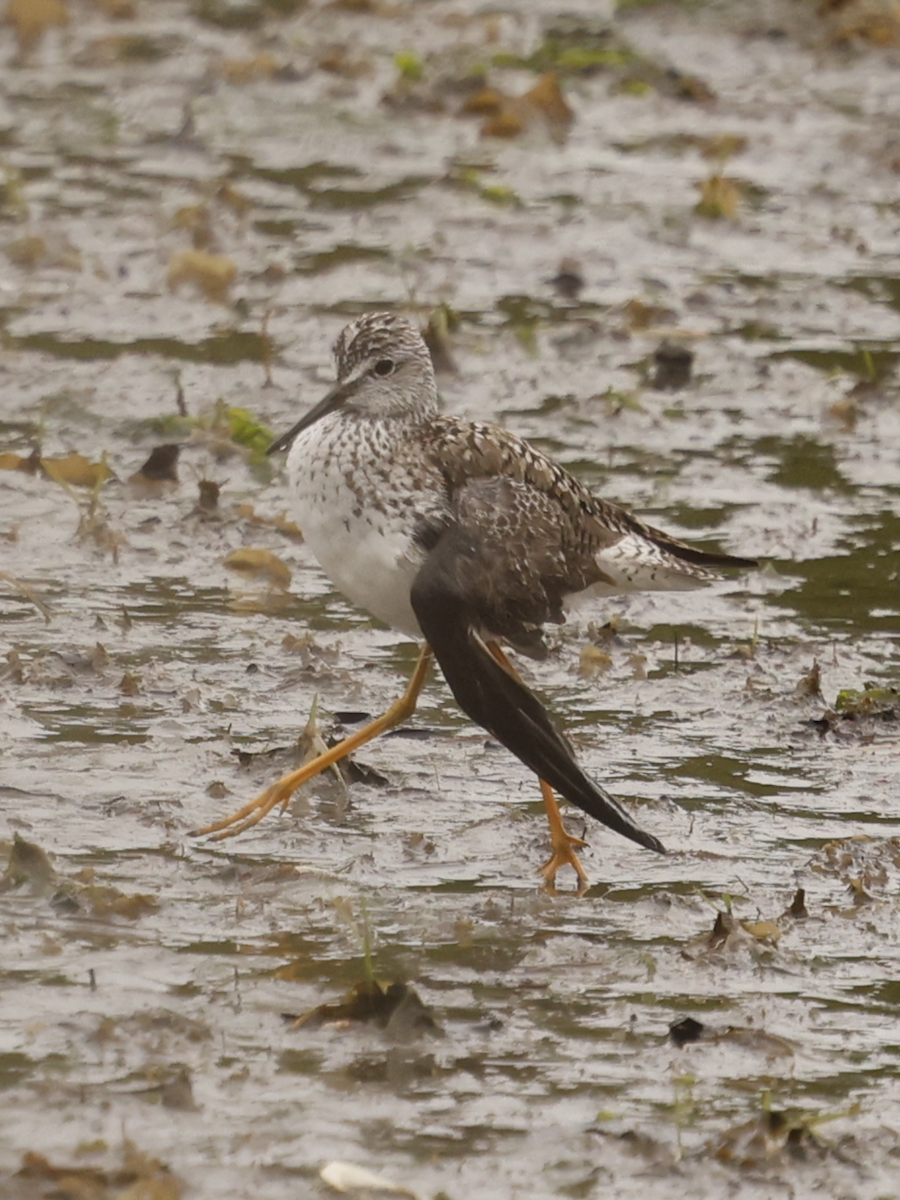 Lesser Yellowlegs - ML636348108