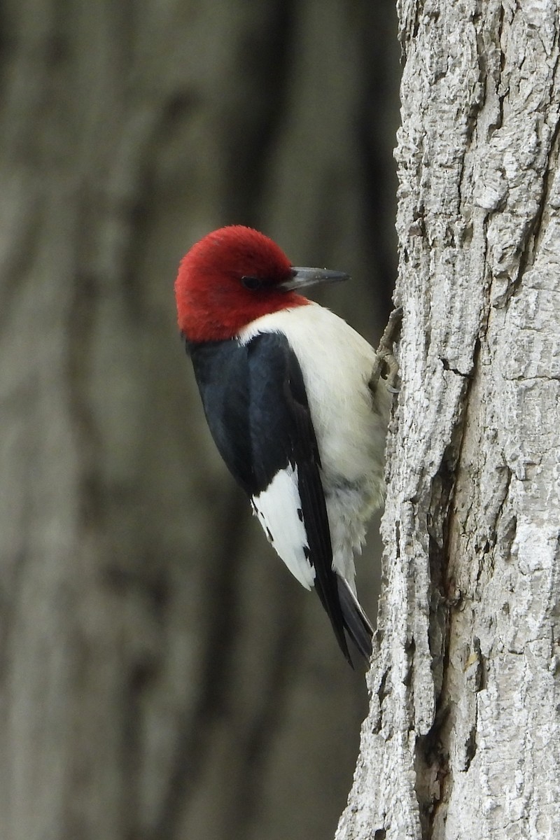 Red-headed Woodpecker - ML636348308
