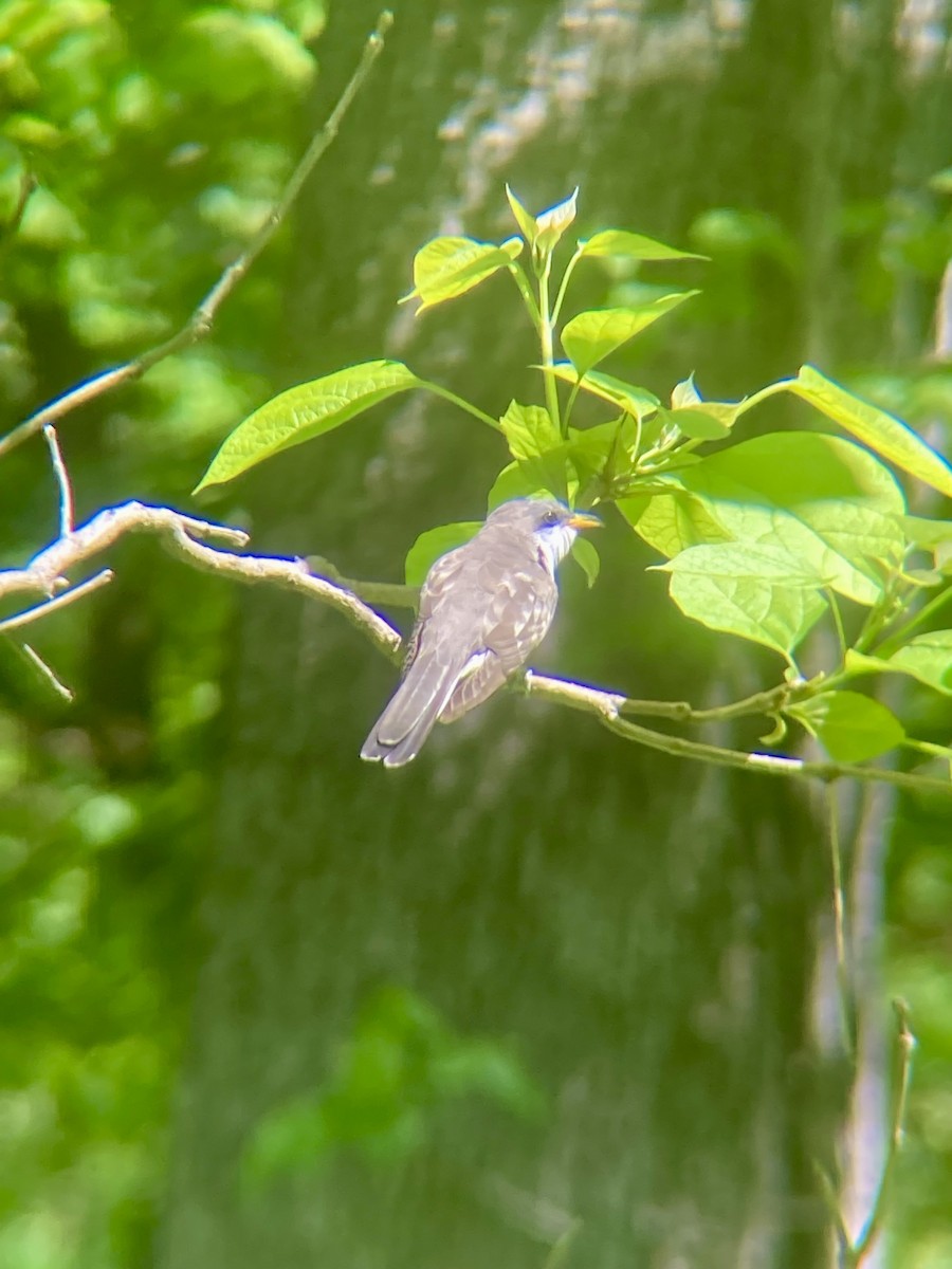Yellow-billed Cuckoo - ML636348325