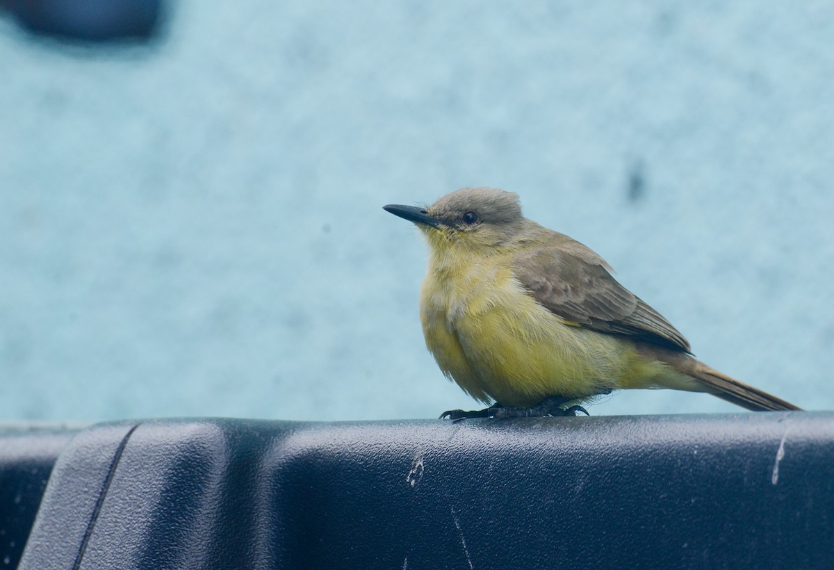 Cattle Tyrant - ML636348337