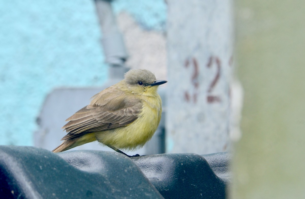 Cattle Tyrant - ML636348338