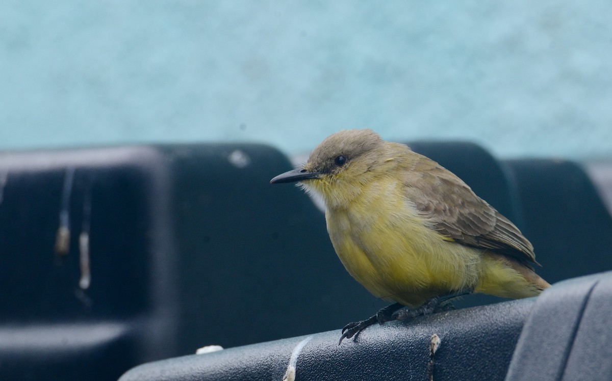 Cattle Tyrant - ML636348339