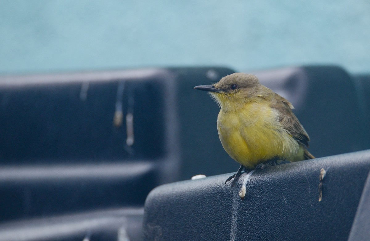 Cattle Tyrant - ML636348340