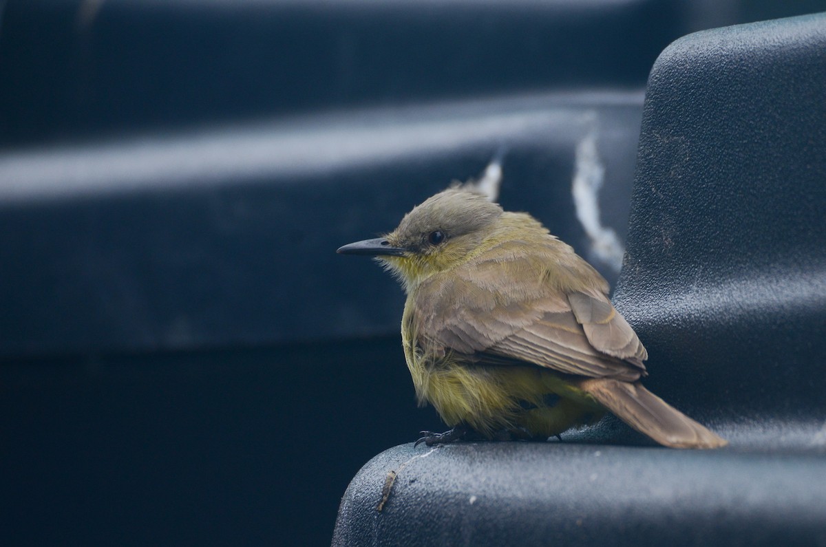 Cattle Tyrant - ML636348341