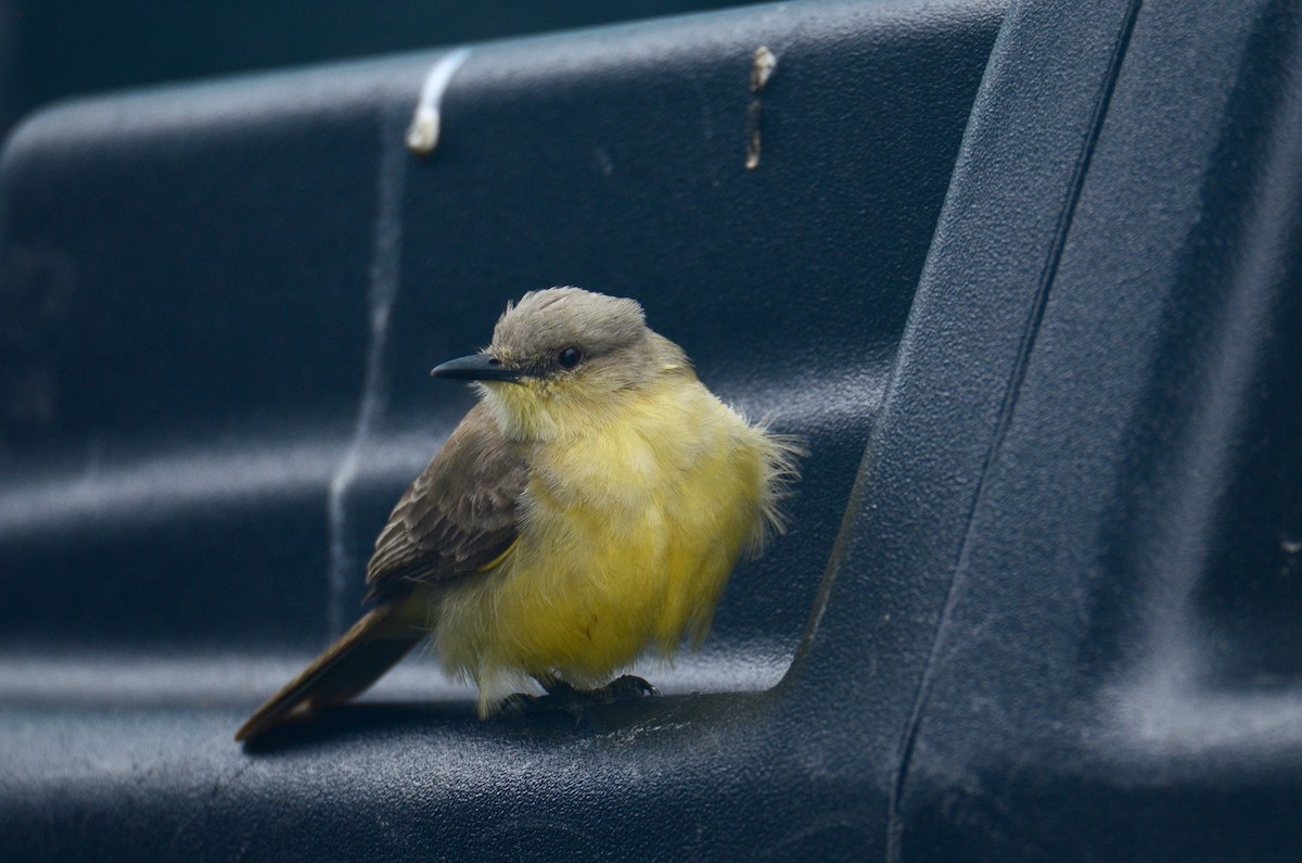 Cattle Tyrant - ML636348344