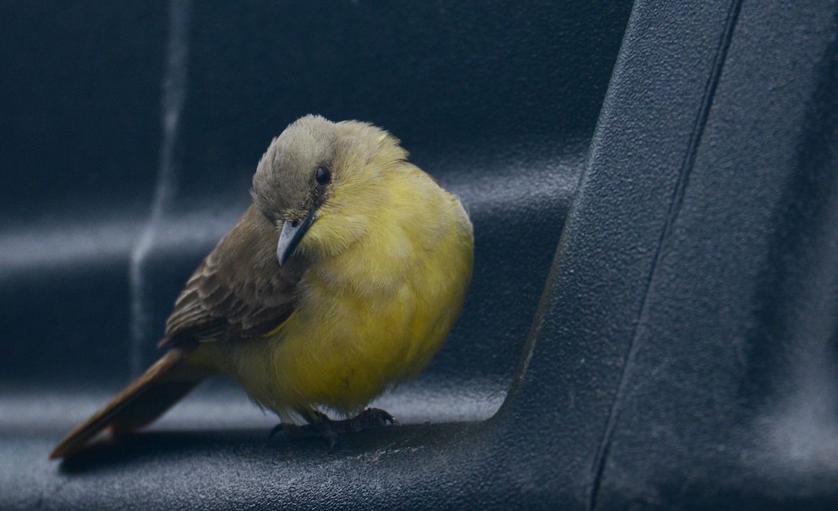 Cattle Tyrant - ML636348345