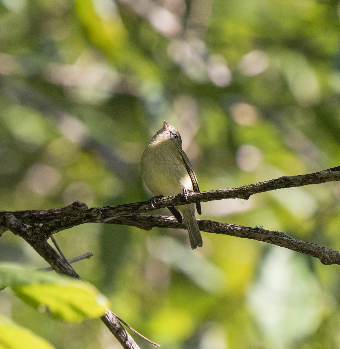 Rough-legged Tyrannulet - ML636348585