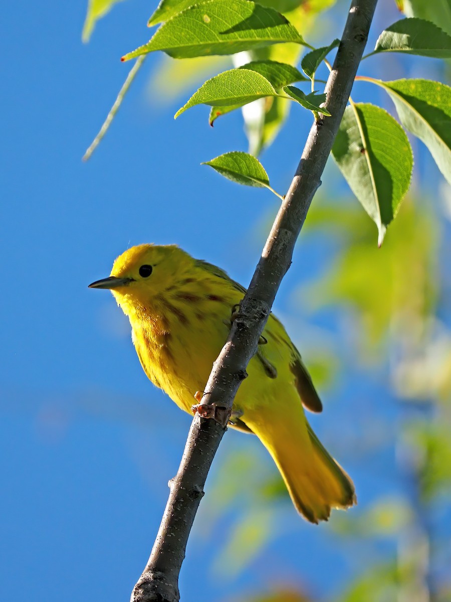 Yellow Warbler - ML636348636