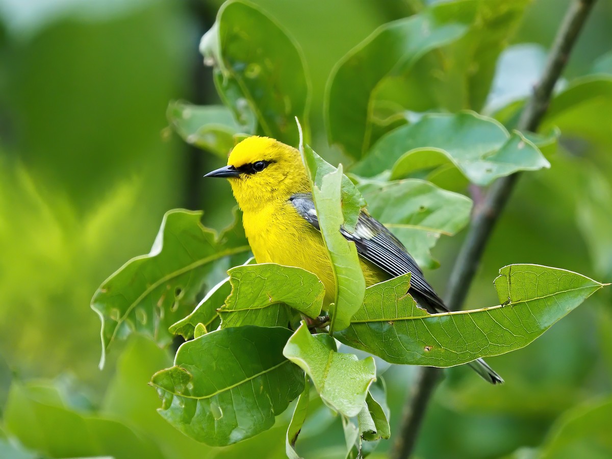 Blue-winged Warbler - ML636348659