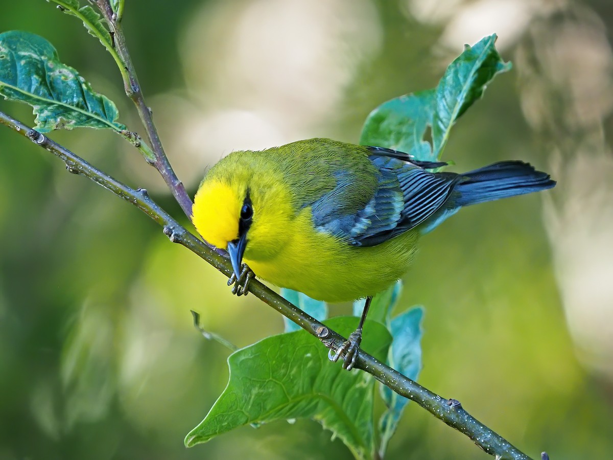 Blue-winged Warbler - ML636348664
