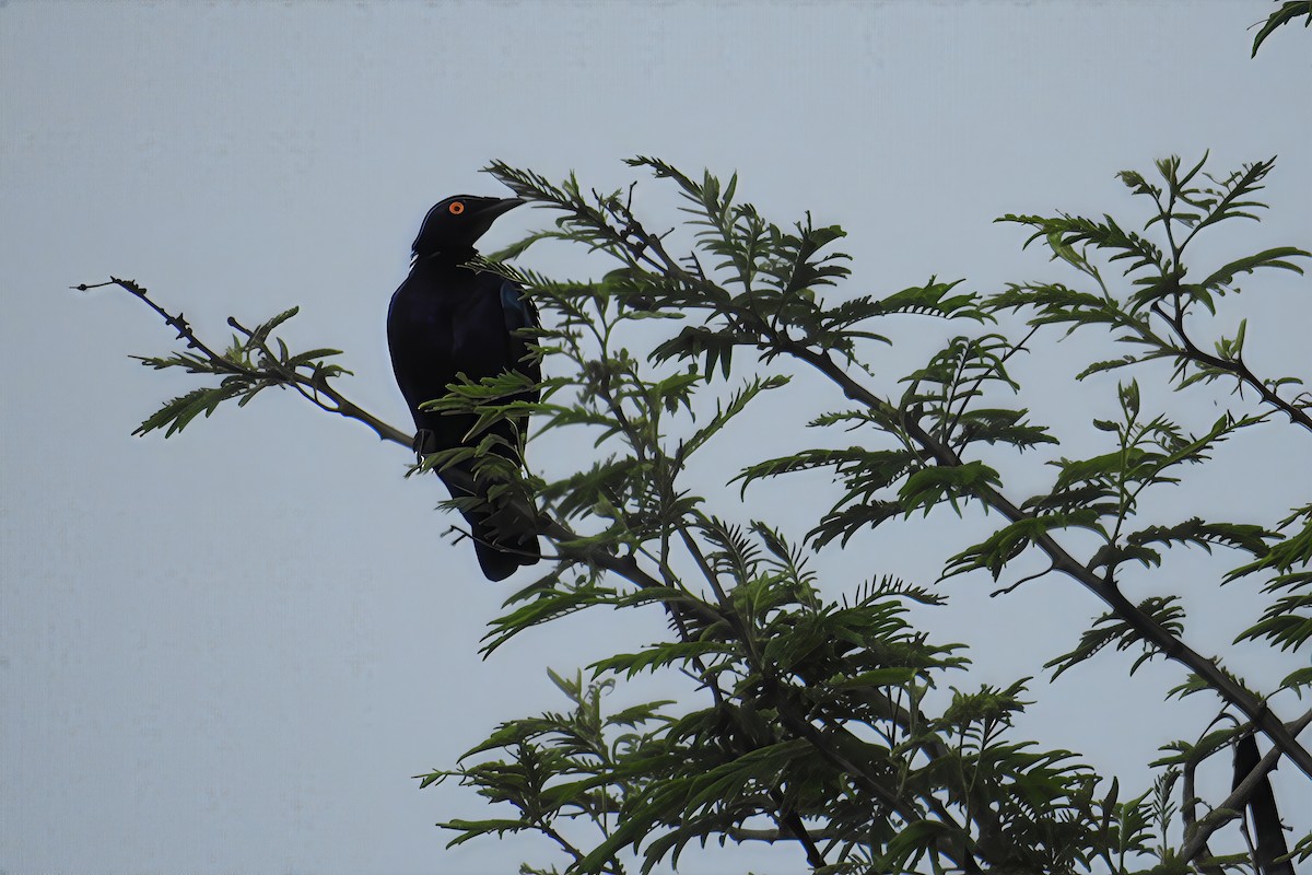 Purple Starling - ML636348674