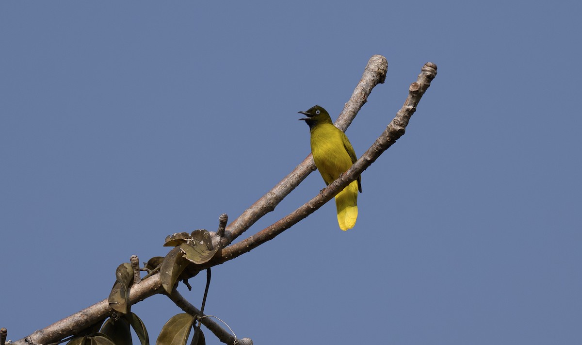 Andaman Bulbul - ML636348690