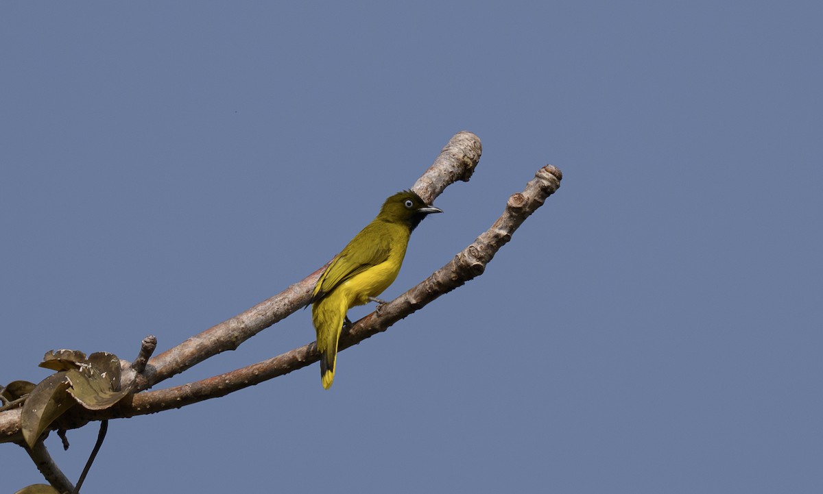 Andaman Bulbul - ML636348699