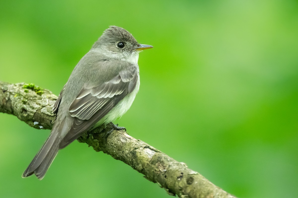 Eastern Wood-Pewee - Brad Imhoff