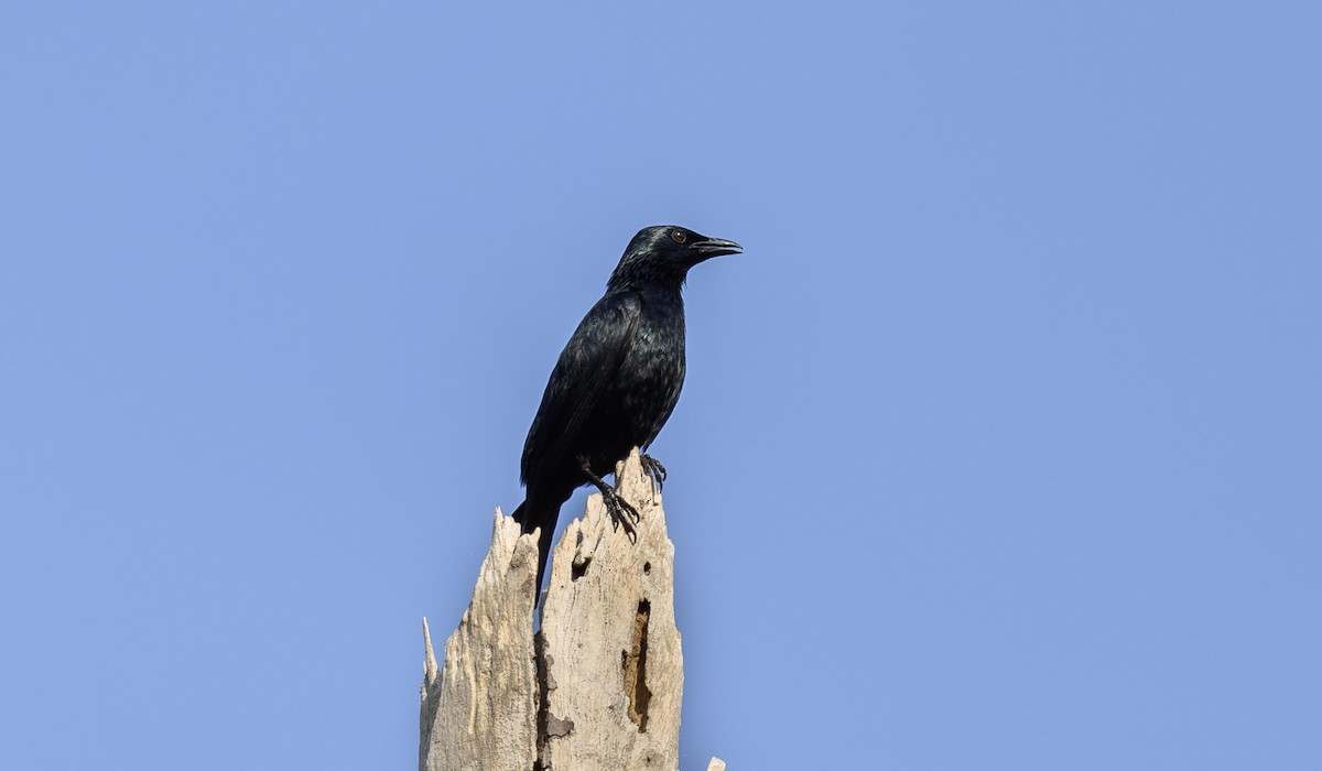 Asian Glossy Starling - ML636348910