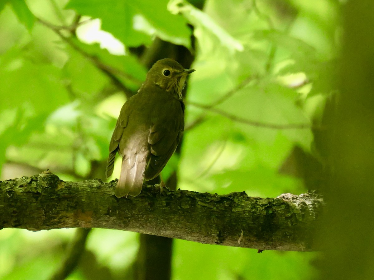 Swainson's Thrush - ML636348926