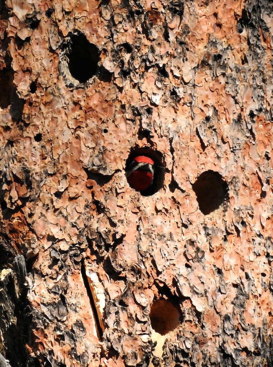 Red-naped Sapsucker - ML636348971