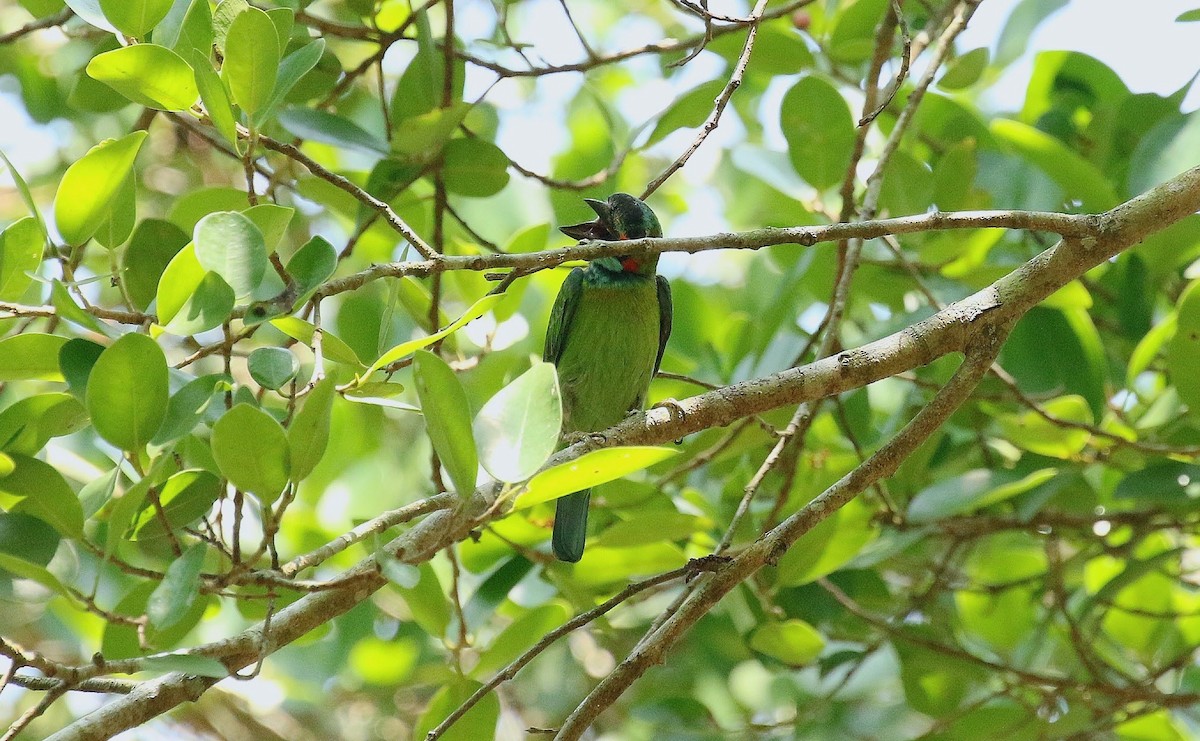 Blue-eared Barbet - ML636348974