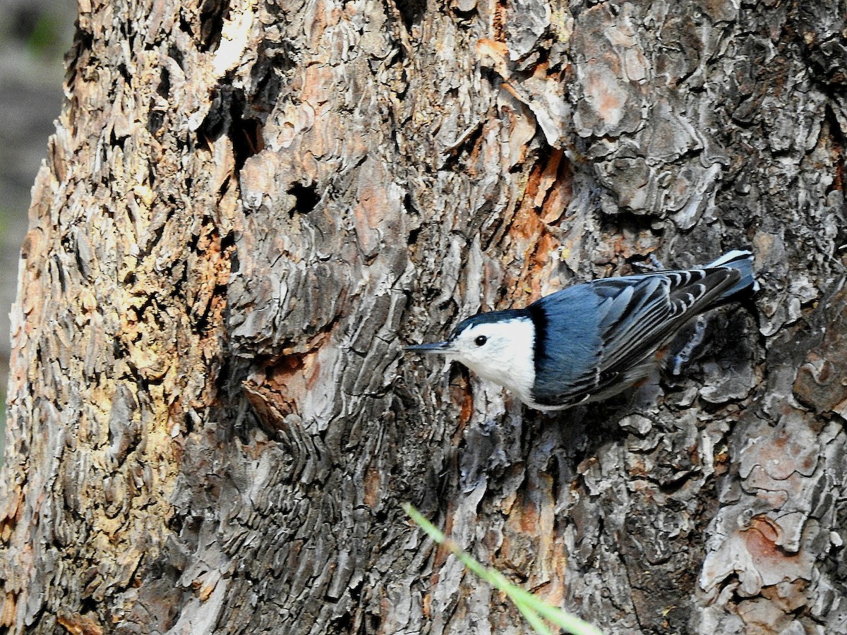 White-breasted Nuthatch - ML636348989