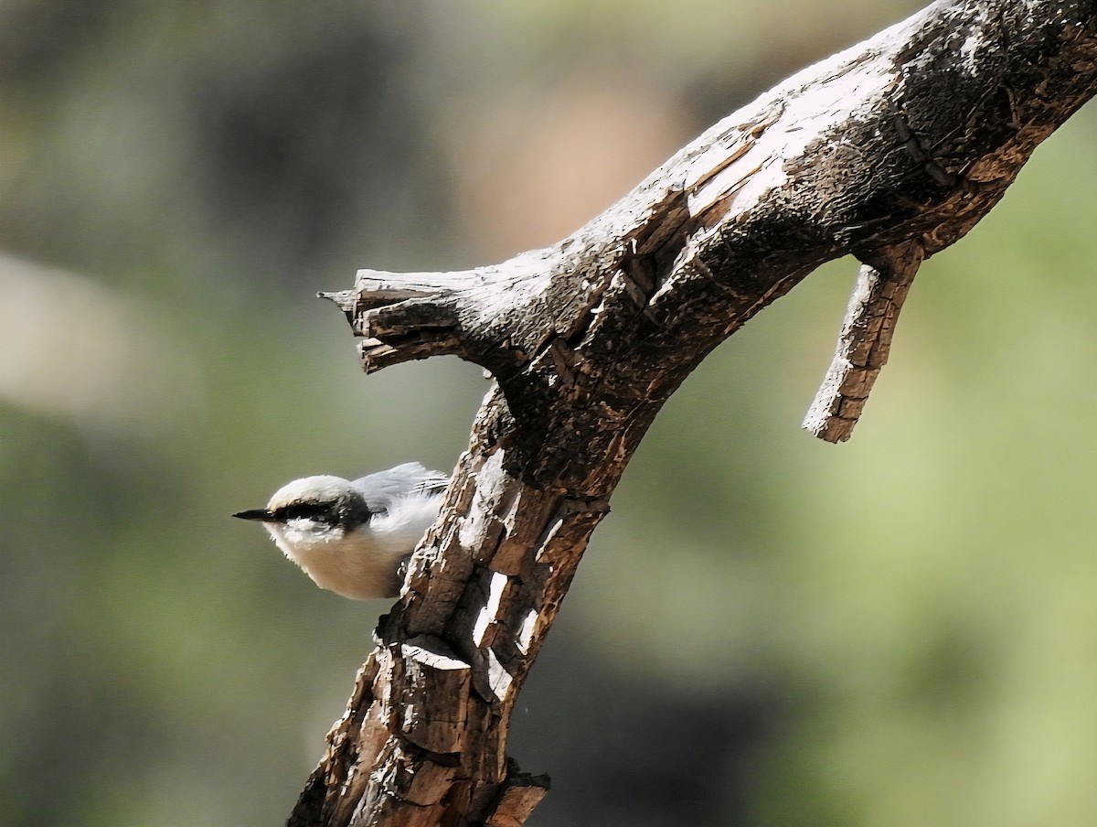 Pygmy Nuthatch - ML636349004