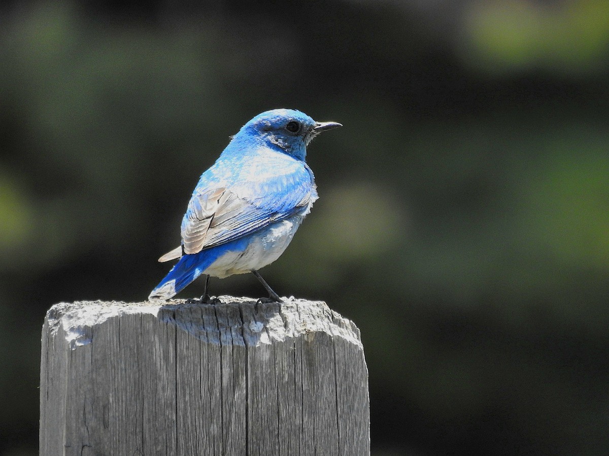 Mountain Bluebird - ML636349016