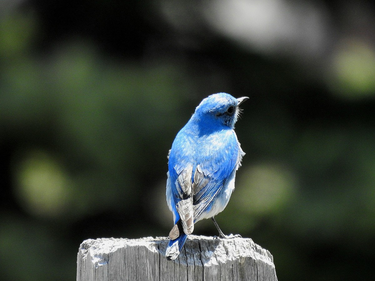 Mountain Bluebird - ML636349017