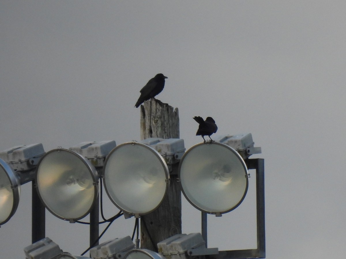 American Crow - ML636349083