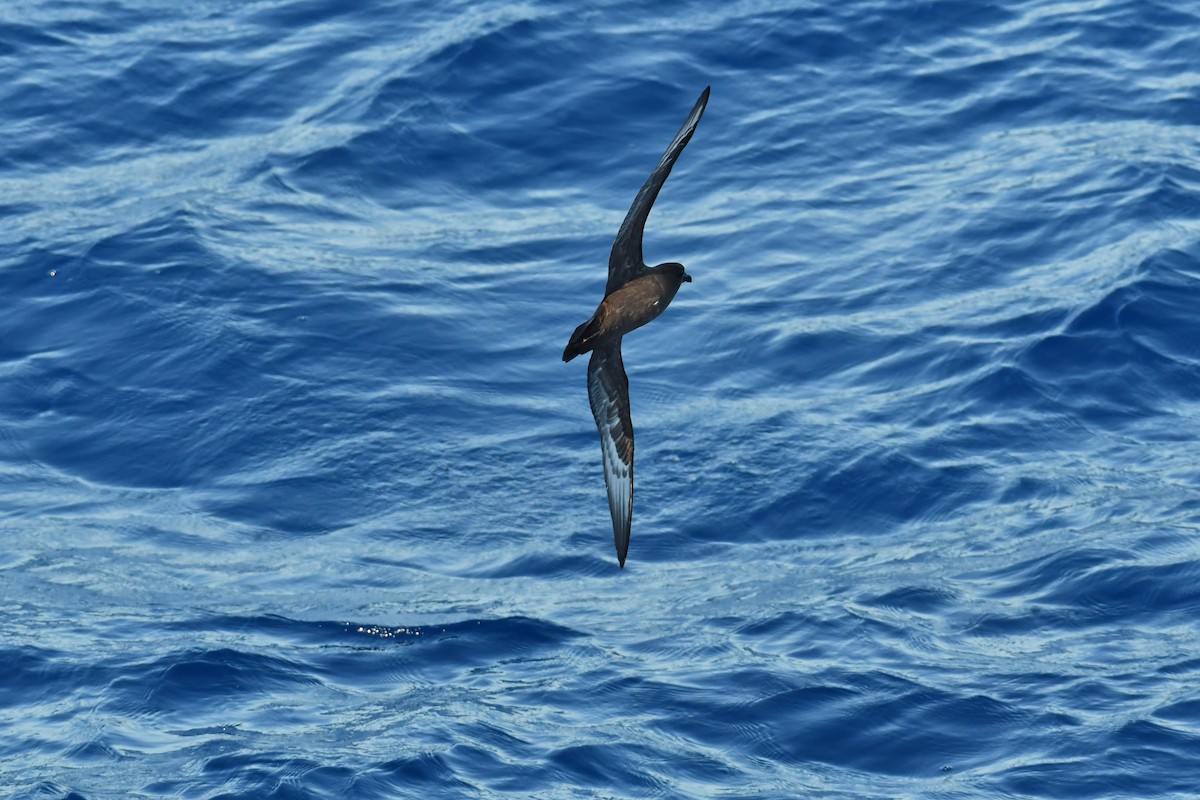 Trindade Petrel - ML636349155
