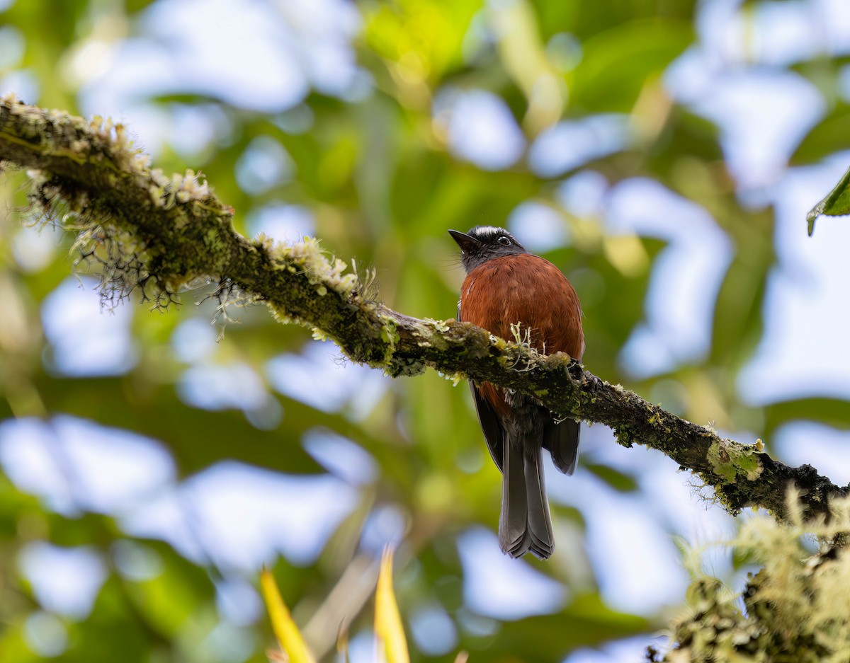 Chestnut-bellied Chat-Tyrant - ML636349215