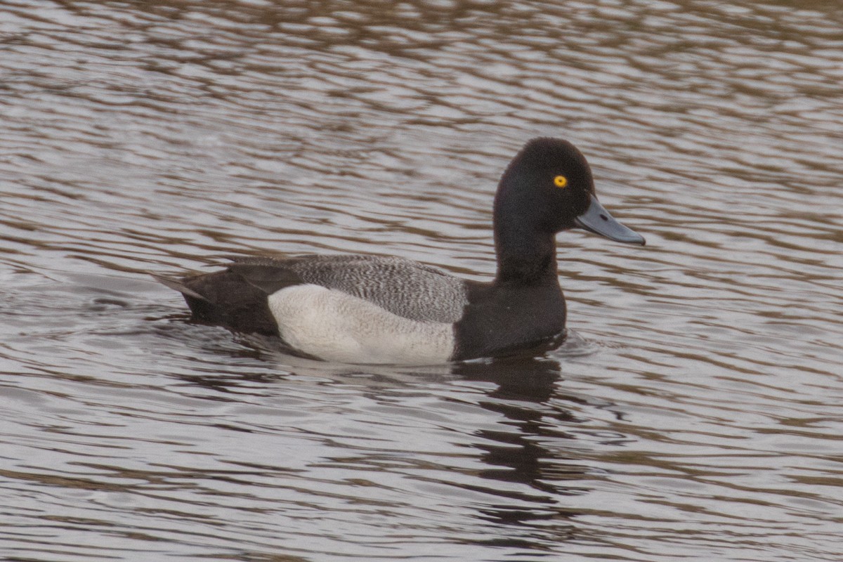 Lesser Scaup - ML636349216
