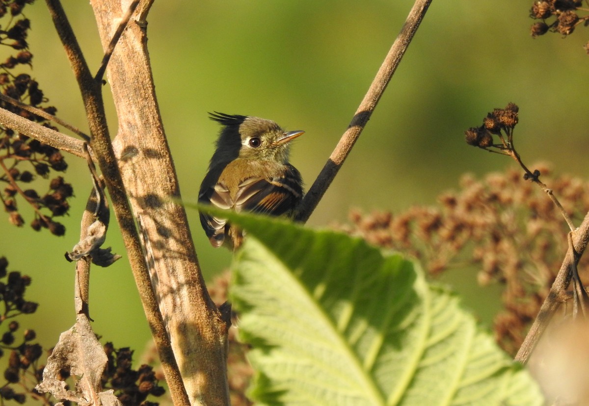 Belted Flycatcher - ML636349218