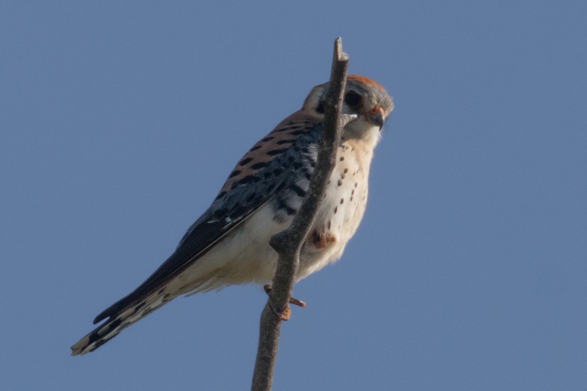 American Kestrel - ML636349261