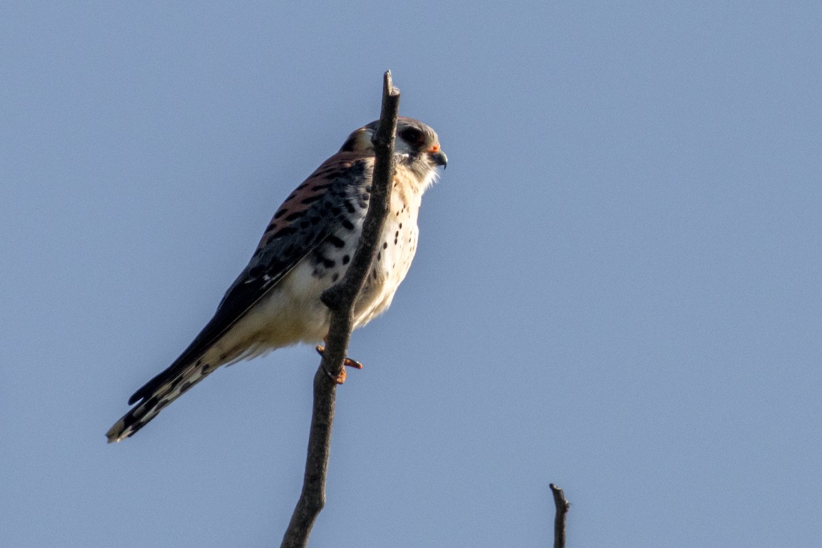 American Kestrel - ML636349262
