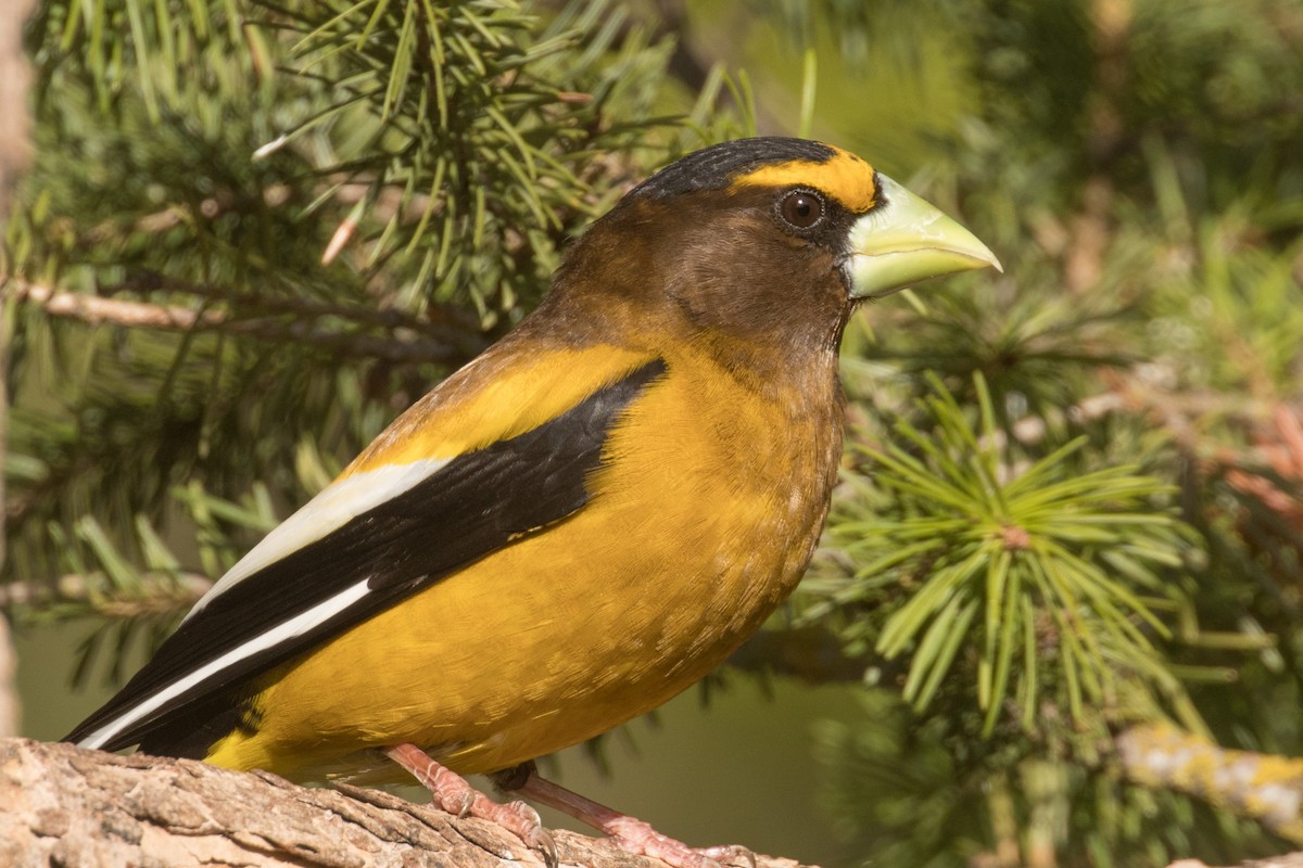 Evening Grosbeak - ML636349279