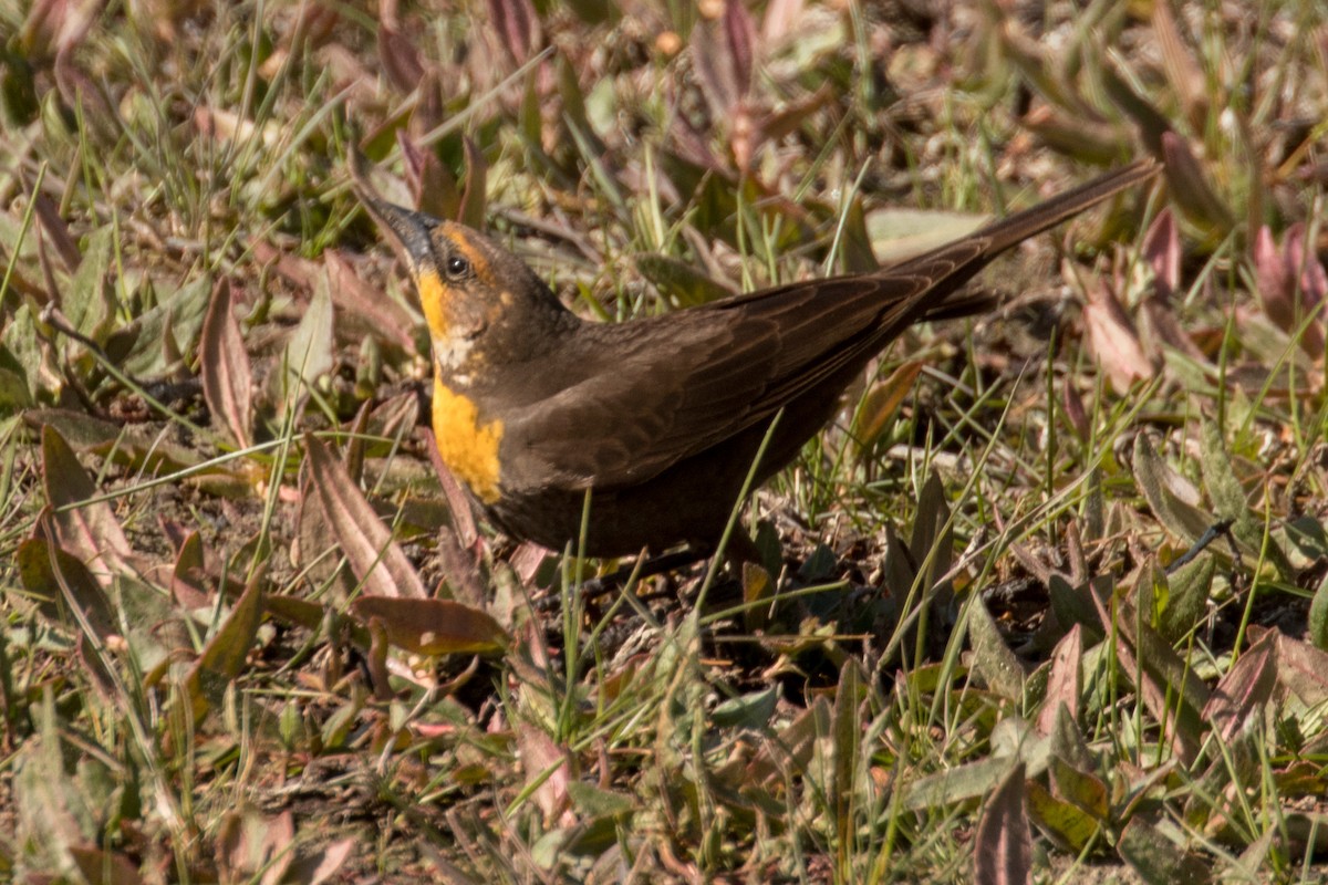 Yellow-headed Blackbird - ML636349317