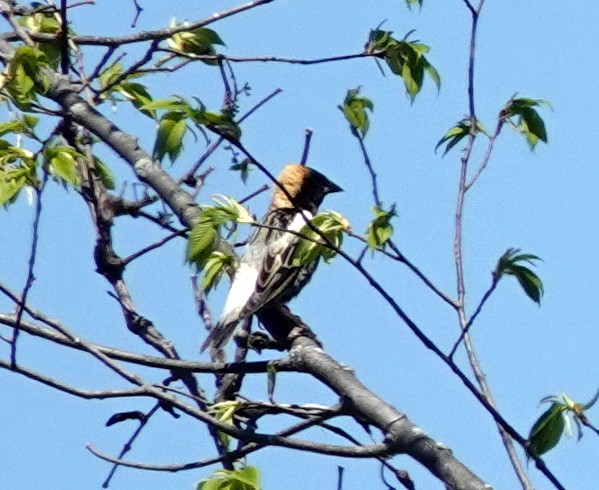 Bobolink - ML636349396