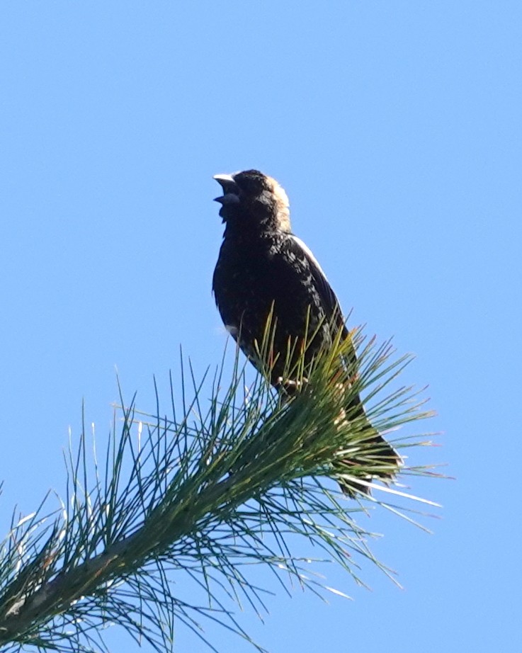 Bobolink - ML636349397