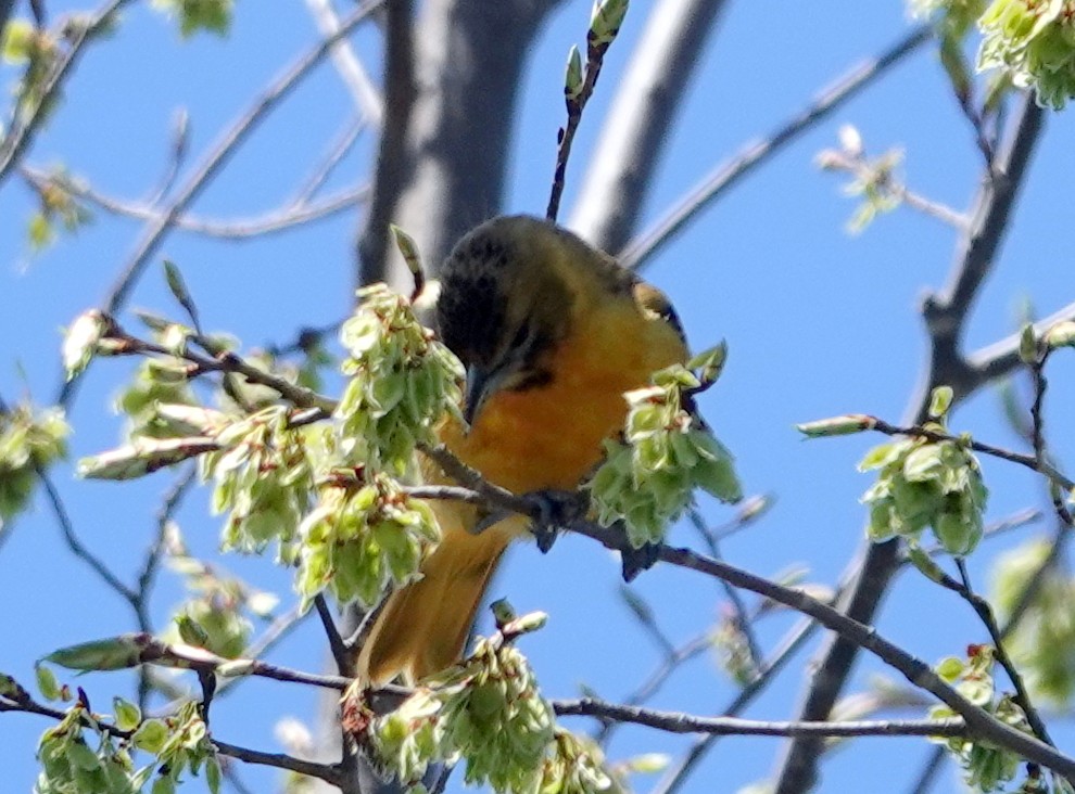 Baltimore Oriole - ML636349410