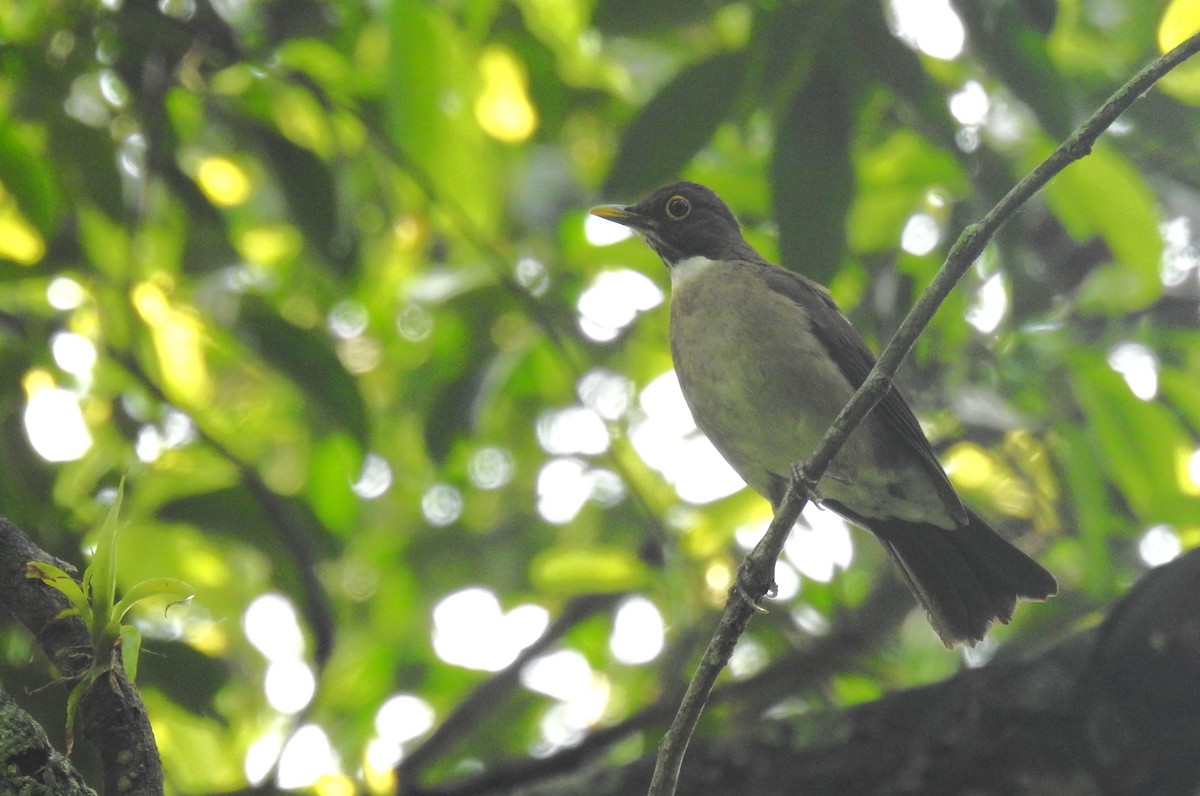 White-throated Thrush - ML636349497