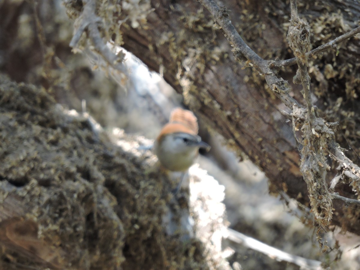 Necklaced Spinetail - ML636349540
