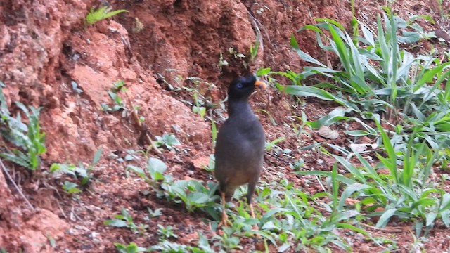 Miná de Jungla - ML636349561