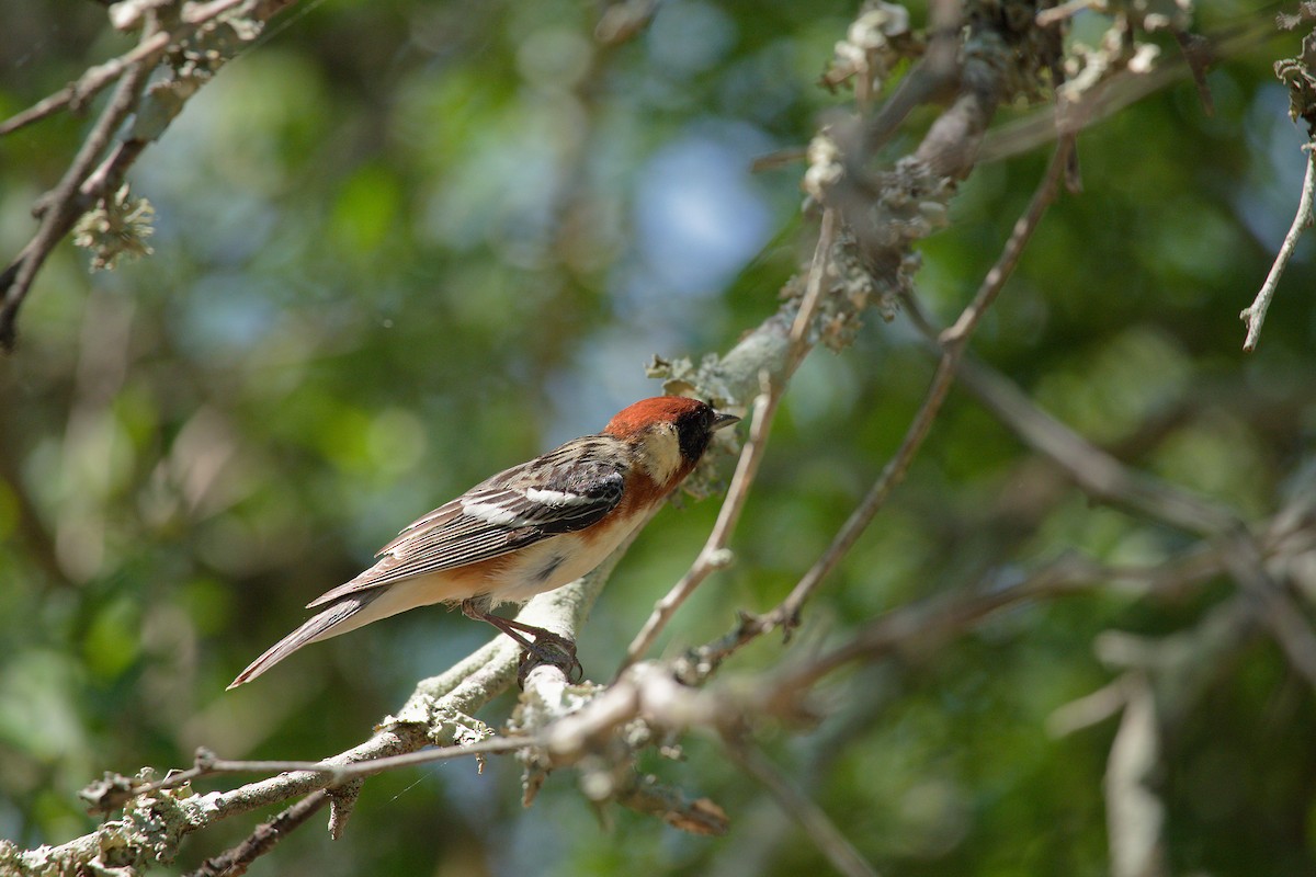 Bay-breasted/Blackpoll Warbler - ML636349713