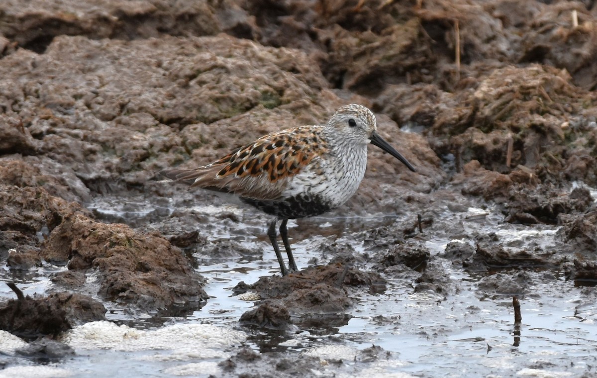 Dunlin - ML636349752