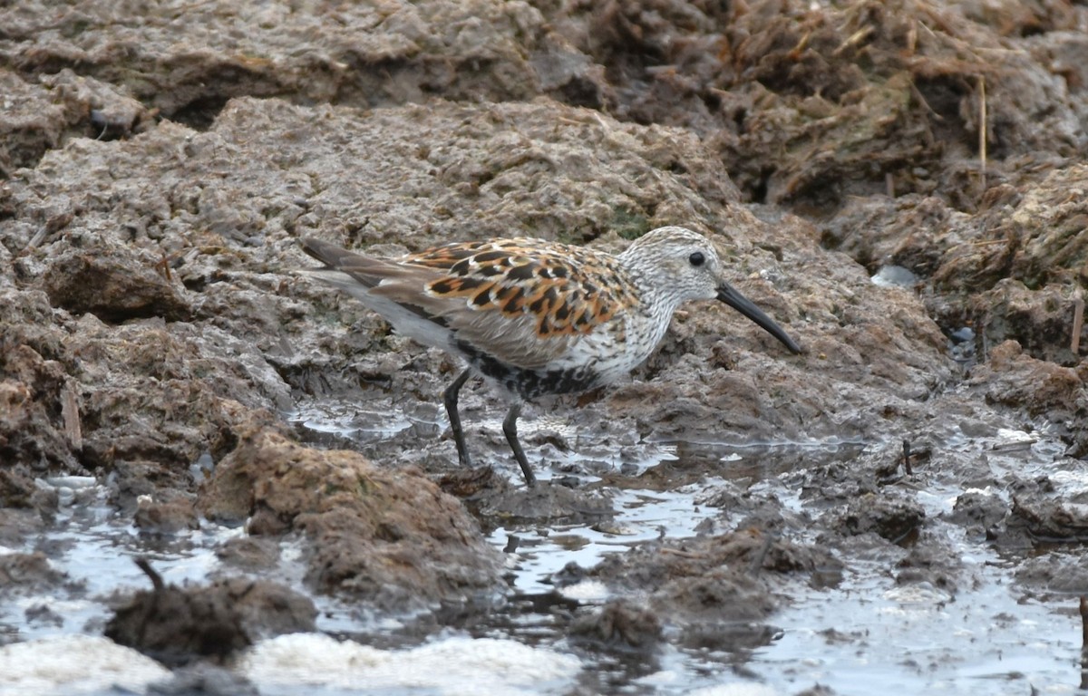 Dunlin - ML636349760