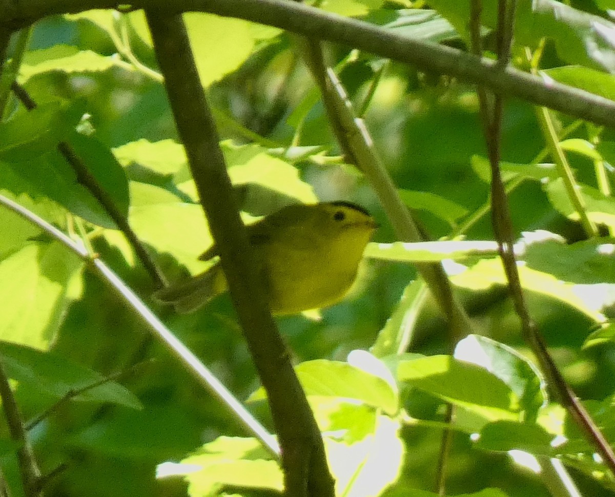 Wilson's Warbler - ML636349761