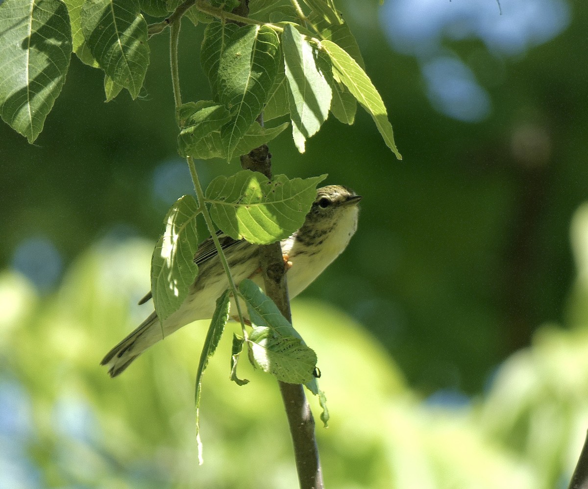 Blackpoll Warbler - ML636349770